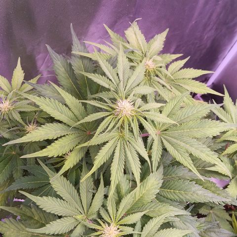 Quick One growlog timeline photo