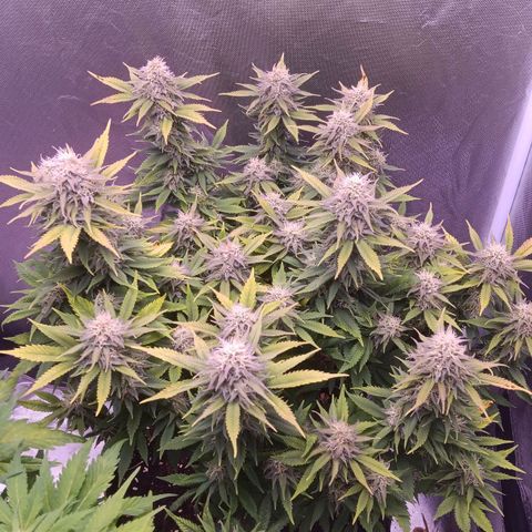 Special Queen #1 growlog timeline photo