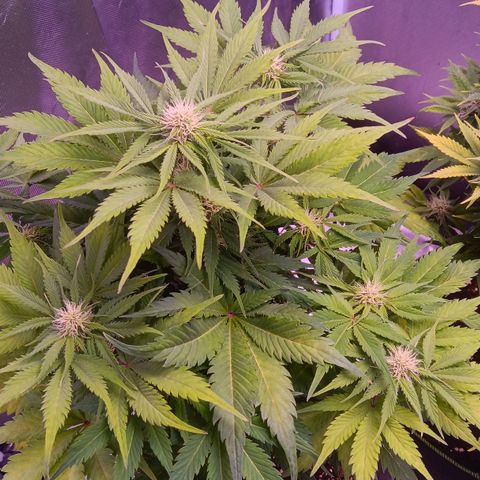 Quick One growlog timeline photo