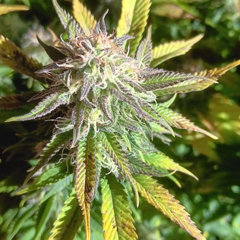 Special Queen #1 growlog timeline photo