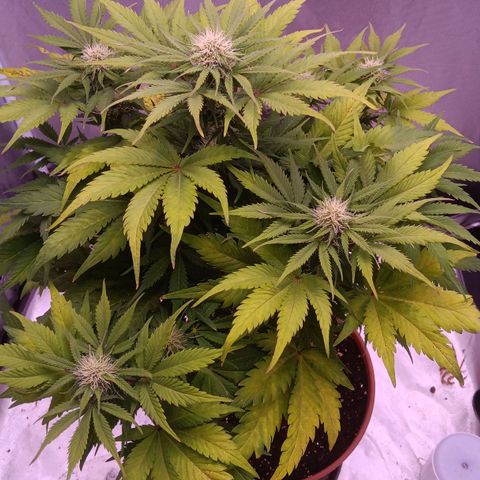 Quick One growlog timeline photo