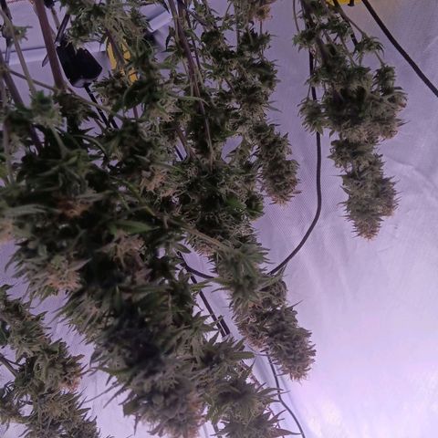 Special Queen #1 growlog timeline photo