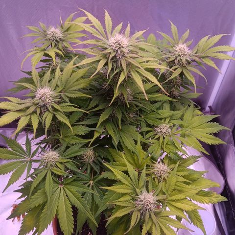 Quick One growlog timeline photo