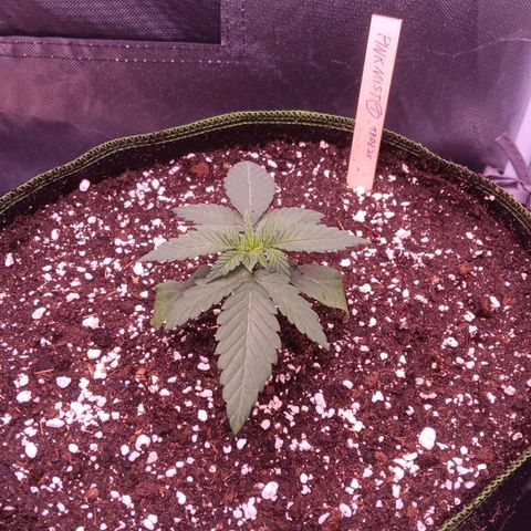 Pink Mist 1 growlog timeline photo