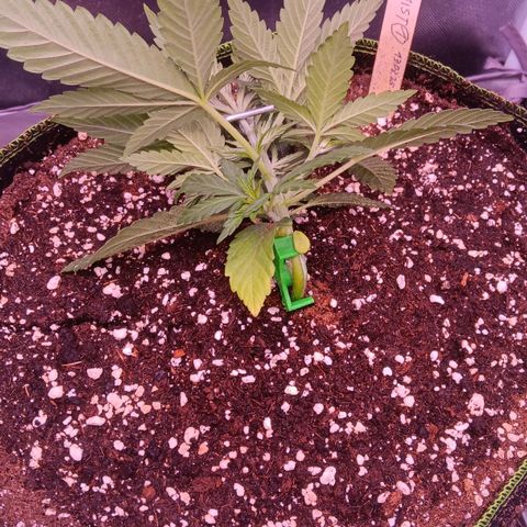 Pink Mist 1 growlog photo: Start lst