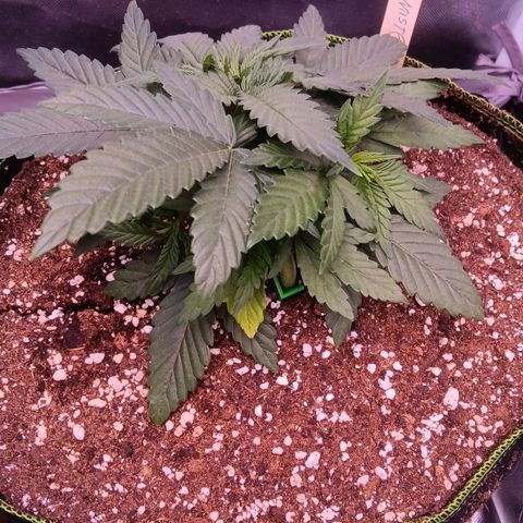 Pink Mist 1 growlog timeline photo