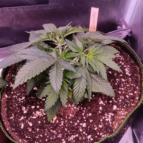 Pink Mist 1 growlog timeline photo