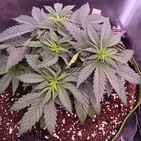 Pink Mist 1 growlog timeline photo