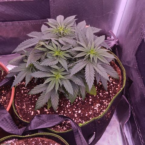 Pink Mist 1 growlog timeline photo