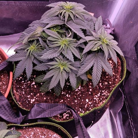 Pink Mist 1 growlog timeline photo