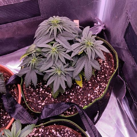Pink Mist 1 growlog timeline photo