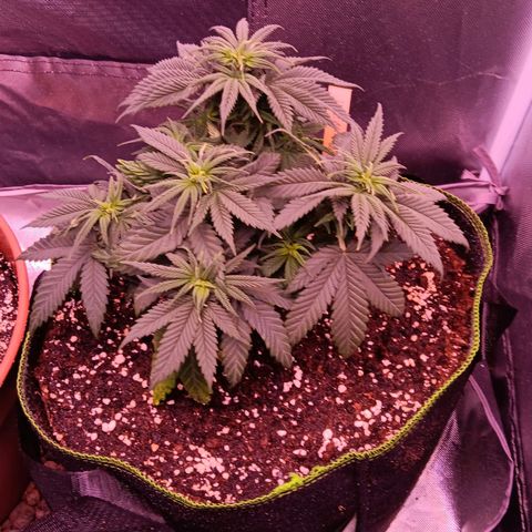 Pink Mist 1 growlog timeline photo