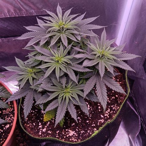 Pink Mist 1 growlog timeline photo