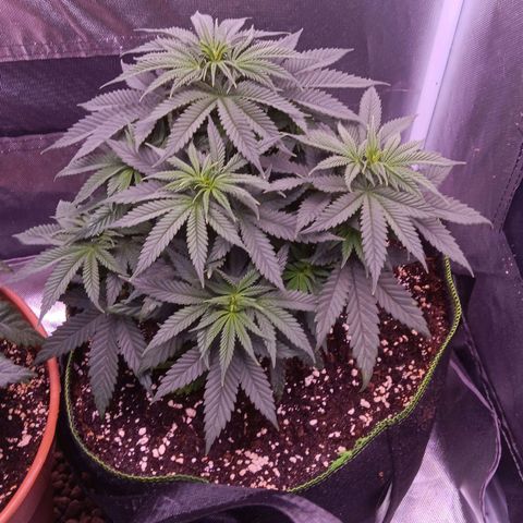 Pink Mist 1 growlog timeline photo