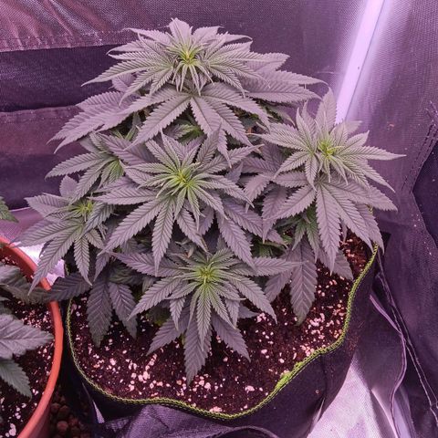 Pink Mist 1 growlog timeline photo