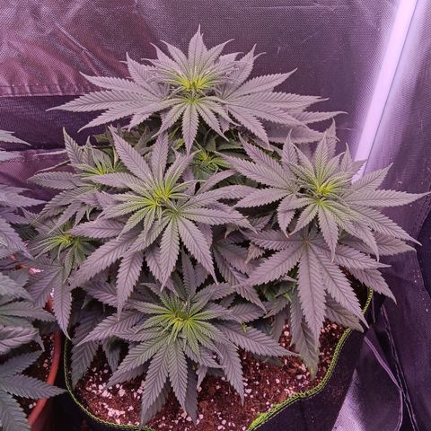 Pink Mist 1 growlog timeline photo