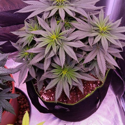 Pink Mist 1 growlog timeline photo