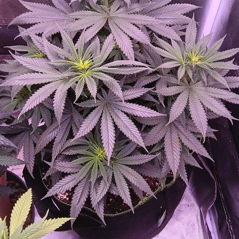 Pink Mist 1 growlog timeline photo