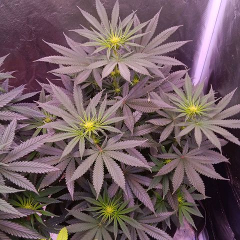 Pink Mist 1 growlog timeline photo