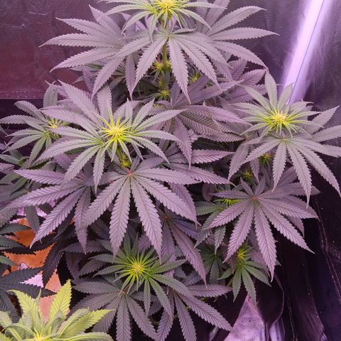 Pink Mist 1 growlog timeline photo