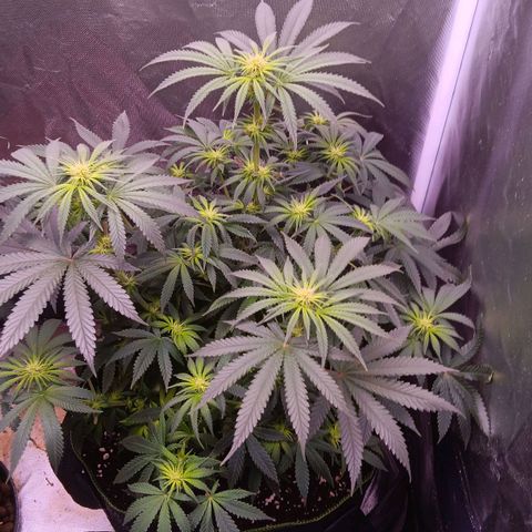 Pink Mist 1 growlog timeline photo
