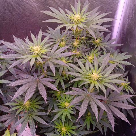 Pink Mist 1 growlog timeline photo