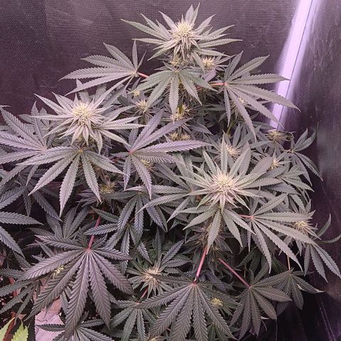 Pink Mist 1 growlog timeline photo