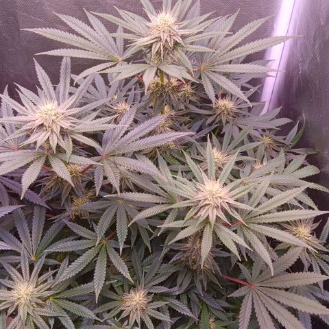 Pink Mist 1 growlog timeline photo