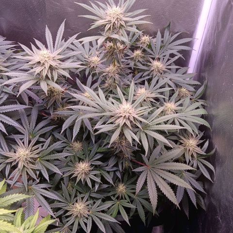 Pink Mist 1 growlog timeline photo