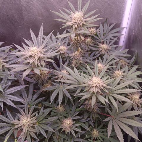 Pink Mist 1 growlog timeline photo