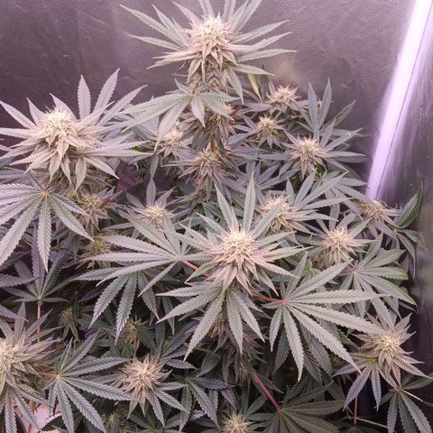 Pink Mist 1 growlog timeline photo