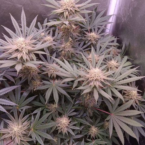 Pink Mist 1 growlog timeline photo