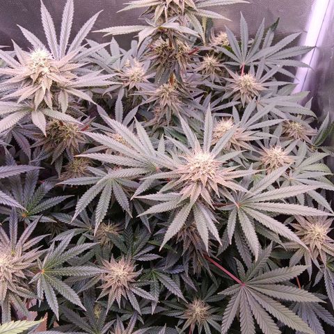 Pink Mist 1 growlog timeline photo