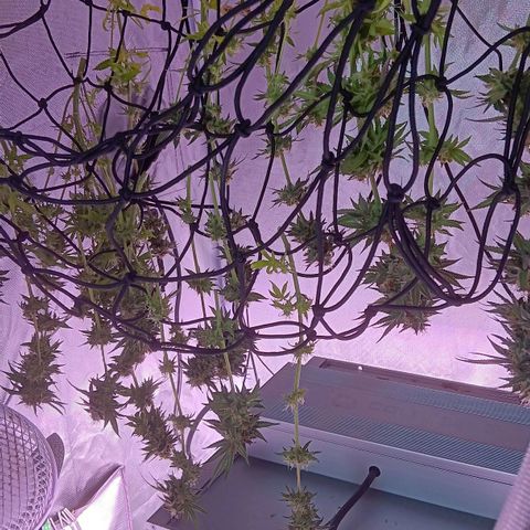 Pink Mist 1 growlog timeline photo