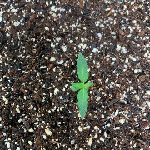 Power flower growlog timeline photo