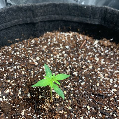 Power flower growlog timeline photo