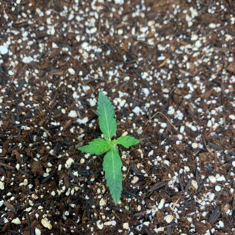 Power flower growlog timeline photo