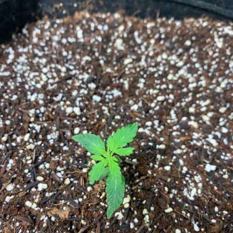 Power flower growlog timeline photo