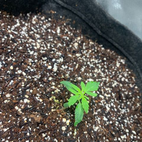 Power flower growlog timeline photo