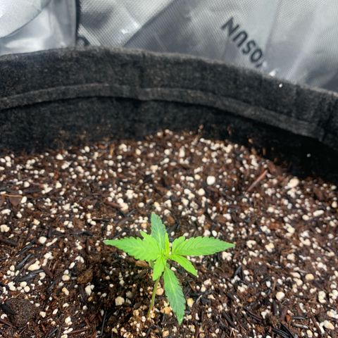 Power flower growlog timeline photo
