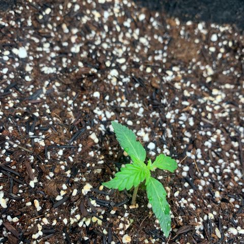 Power flower growlog timeline photo