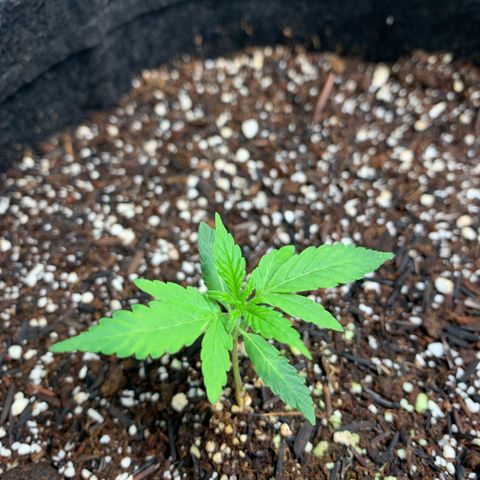Power flower growlog timeline photo