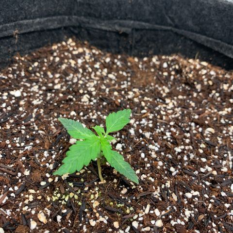 Power flower growlog timeline photo