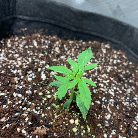 Power flower growlog timeline photo