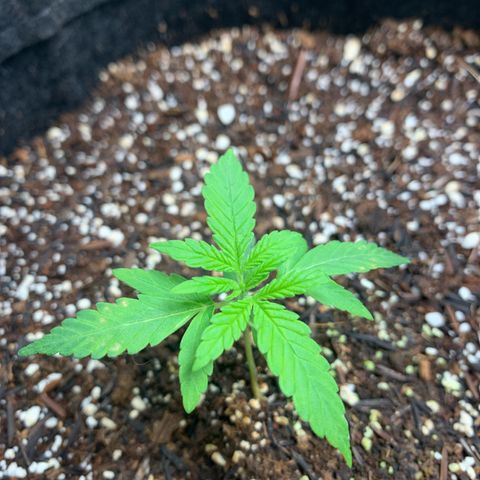 Power flower growlog timeline photo