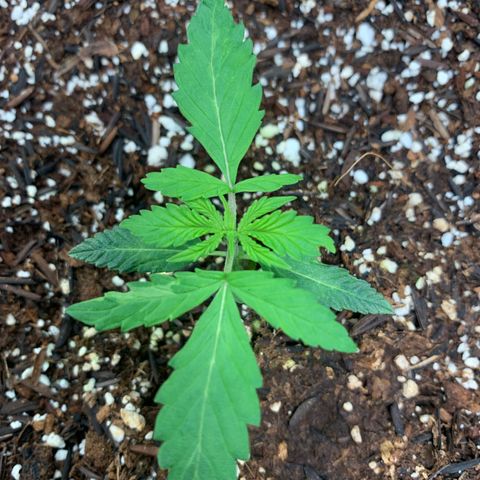 Power flower growlog timeline photo