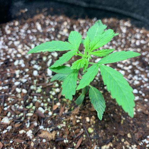 Power flower growlog timeline photo