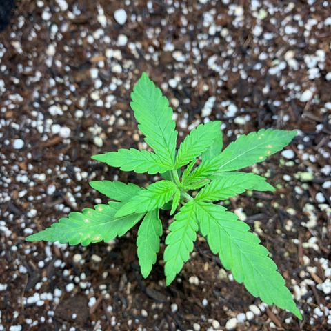 Power flower growlog photo: travadas
falta nutrientes 