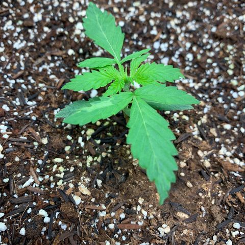 Power flower growlog photo: travadas
falta nutrientes 