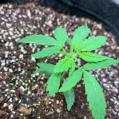 Power flower growlog photo: travadas
falta nutrientes 